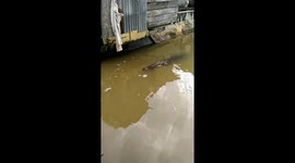 Crocodile floats up to house to beg for food