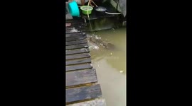 Crocodile floats over to house to beg for food