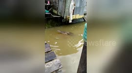 Crocodile floats up to house to beg for food