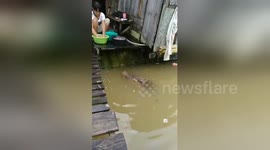 Crocodile floats over to house to beg for food