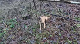 Dog playing with tree