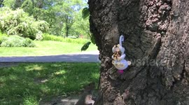 Squirrel steals must-have Fingerling toy