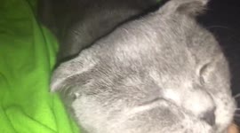 мур-мур-мур