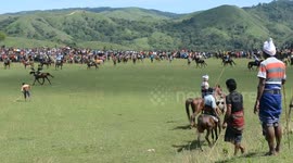 Pasola traditional festivities