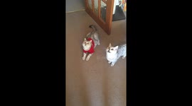 Christmas jumper cat popping bubbles