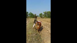 Funny cow riding fail
