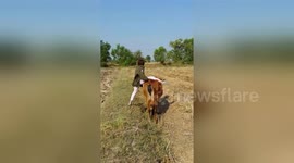 Newsflare Edit - Funny cow riding fail