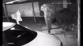 Family terrified after mother elephant, calf come home for dinner