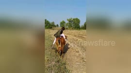 Funny cow riding fail in Thailand