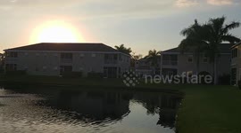 Sandhill Cranes Leaping