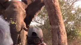Elephant charges at tourists on walking safari