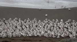 Little birds running