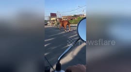 Three runaway horses galloping down motorway in Thailand