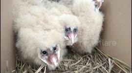 Baby barn owls spotted in southern China village