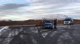Close encounter with deer in a carpark in Scotland