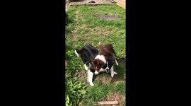 Border Collies playing
