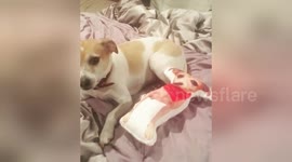 Newsflare Edit - Dog gets protective over his custom made 