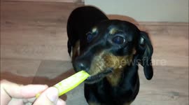 Dachshund loves to eat bell peppers - just listen to that crispy sound!