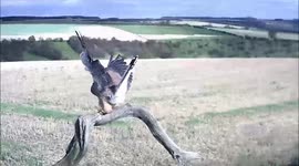 Kestrel in Yorkshire struggles in high winds