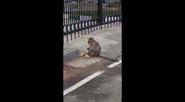 Monkey never looses its confidence of living after loosing both of hands in an accident. She'll use her legs for eating.