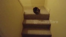 Cat runs up the stairs