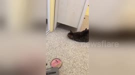 Newsflare Edit - Cat Attacks It own reflection in mirror