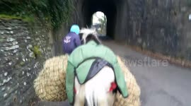 My 3yr old stallion Tontoe carrying his dinner home.