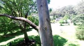 Drone hits tree and crashes