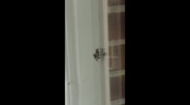 Ever see flies mating? You're welcome
