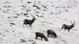 Red deer stags forage as snow falls in Scottish Highlands