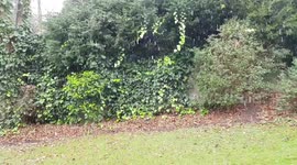 Snowing in Roundhay Leeds