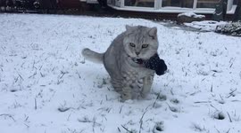 Cute cat doesn’t like snow
