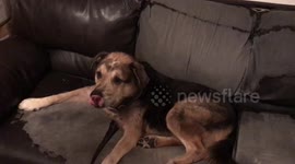 Dog hits owner when bath is mentioned