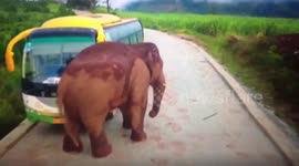Wild elephant attacks broken down coach