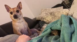 Squirrel and chihuahua friends