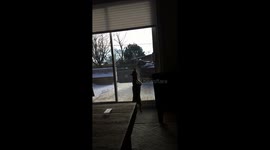 Chihuahua squirrel hunter