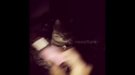 Little Lola learns to fetch