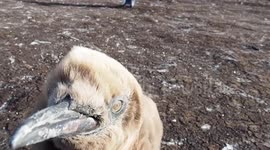 GETTING PECKED BY A PENGUIN