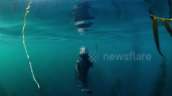 Adorable Seal Peek-A-Boo