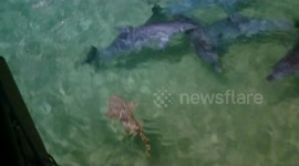 Wobbegong attacking some bottlenose dolphins!