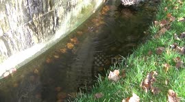 water study 2, droplets of water forming concentric circles and patterns