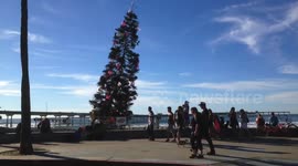 Leaning Christmas Tree of OB