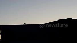 Chat accrobate / acrobat cat