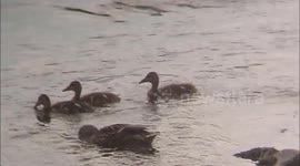 Garonne / Garonne river