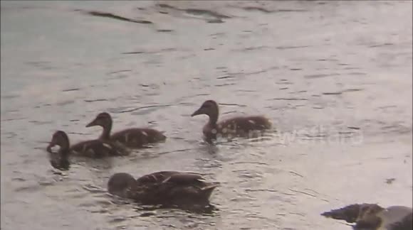 Garonne / Garonne river