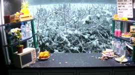 Wildlife photgrapher builds snack bar for the birds