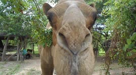 There's a camel in the middle of the way!