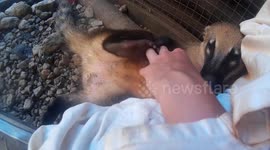 Adorable coati can't resist a tummy scratch