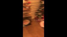 Frenchie in a stocking