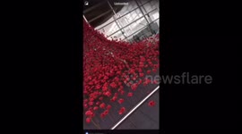 Loved these poppies in Cardiff